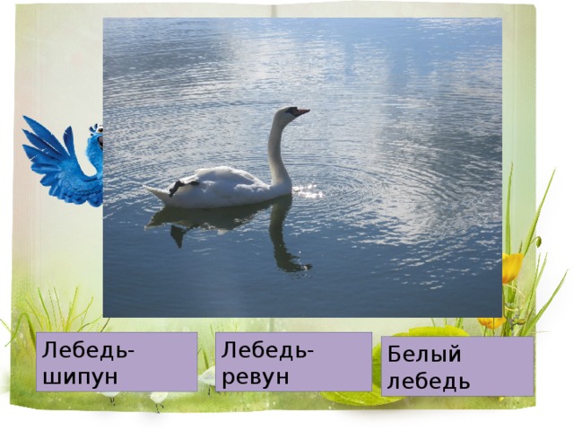 Лебедь-шипун Лебедь-ревун Белый лебедь 