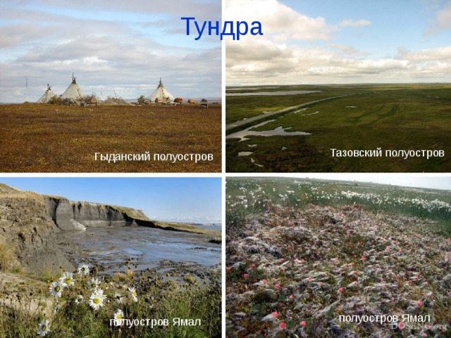 Тундра Тазовский полуостров Гыданский полуостров полуостров Ямал полуостров Ямал 