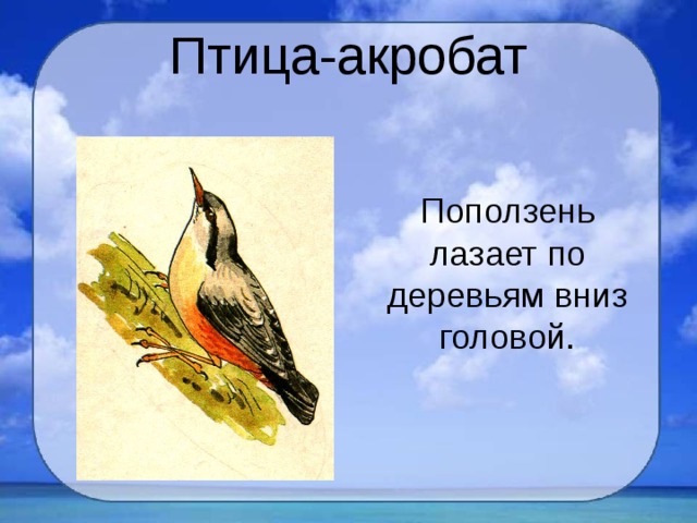 Птица-акробат Поползень лазает по деревьям вниз головой. 