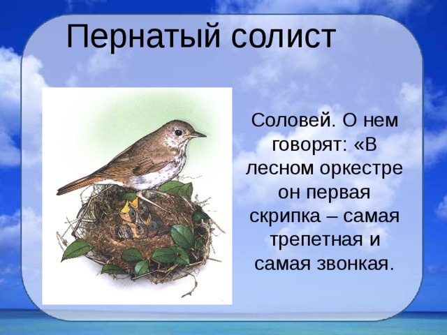 Пернатый солист Соловей. О нем говорят: «В лесном оркестре он первая скрипка – самая трепетная и самая звонкая. 