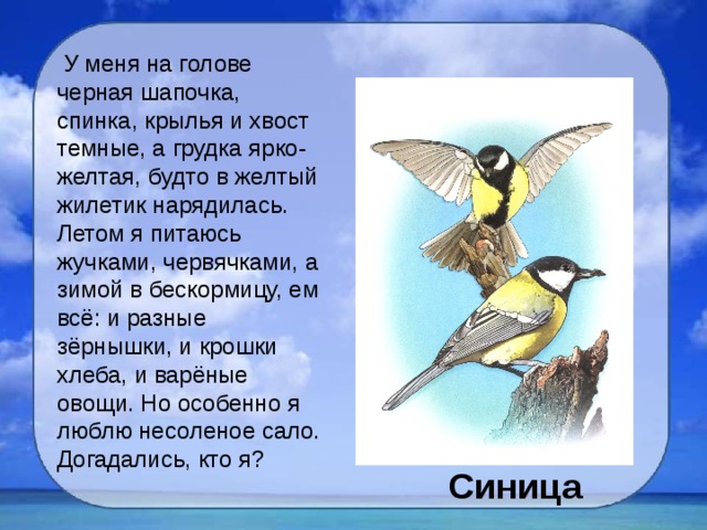  У меня на голове черная шапочка, спинка, крылья и хвост темные, а грудка ярко-желтая, будто в желтый жилетик нарядилась. Летом я питаюсь жучками, червячками, а зимой в бескормицу, ем всё: и разные зёрнышки, и крошки хлеба, и варёные овощи. Но особенно я люблю несоленое сало. Догадались, кто я? Синица 