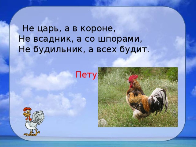  Не царь, а в короне,  Не всадник, а со шпорами,  Не будильник, а всех будит.  Петух 
