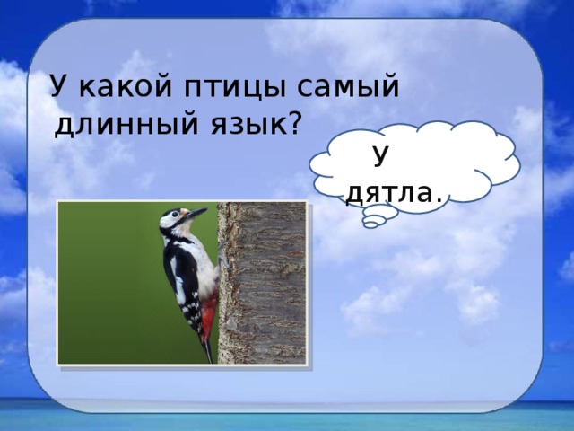  У какой птицы самый длинный язык?  У дятла. 