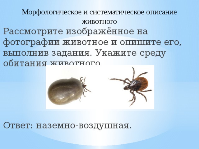 Морфологическое и систематическое описание животного Рассмотрите изображённое на фотографии животное и опишите его, выполнив задания. Укажите среду обитания животного. Ответ: наземно-воздушная. 