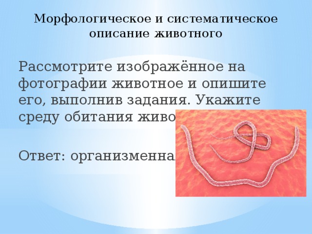 Морфологическое и систематическое описание животного Рассмотрите изображённое на фотографии животное и опишите его, выполнив задания. Укажите среду обитания животного. Ответ: организменная 