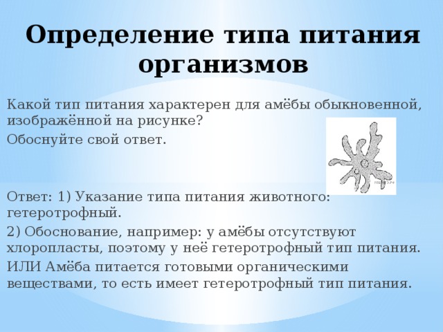 Определение типа питания организмов Какой тип питания характерен для амёбы обыкновенной, изображённой на рисунке? Обоснуйте свой ответ. Ответ: 1) Указание типа питания животного: гетеротрофный. 2) Обоснование, например: у амёбы отсутствуют хлоропласты, поэтому у неё гетеротрофный тип питания. ИЛИ Амёба питается готовыми органическими веществами, то есть имеет гетеротрофный тип питания. 