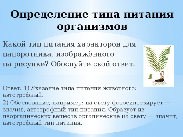 Определение типа питания организмов Какой тип питания характерен для папоротника, изображённого на рисунке? Обоснуйте свой ответ. Ответ: 1) Указание типа питания животного: автотрофный. 2) Обоснование, например: на свету фотосинтезирует — значит, автотрофный тип питания. Образует из неорганических веществ органические на свету — значит, автотрофный тип питания. 