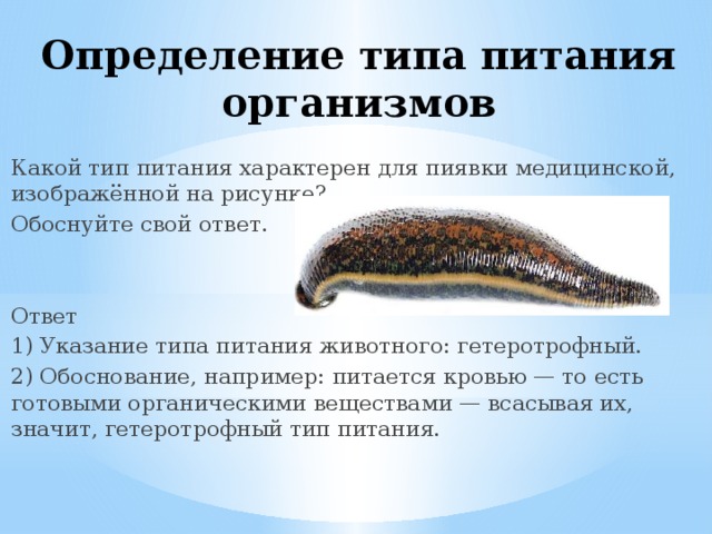 Определение типа питания организмов Какой тип питания характерен для пиявки медицинской, изображённой на рисунке? Обоснуйте свой ответ. Ответ 1) Указание типа питания животного: гетеротрофный. 2) Обоснование, например: питается кровью — то есть готовыми органическими веществами — всасывая их, значит, гетеротрофный тип питания. 