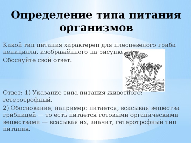 Определение типа питания организмов Какой тип питания характерен для плесневелого гриба пеницилла, изображённого на рисунке? Обоснуйте свой ответ. Ответ: 1) Указание типа питания животного: гетеротрофный. 2) Обоснование, например: питается, всасывая вещества грибницей — то есть питается готовыми органическими веществами — всасывая их, значит, гетеротрофный тип питания. 