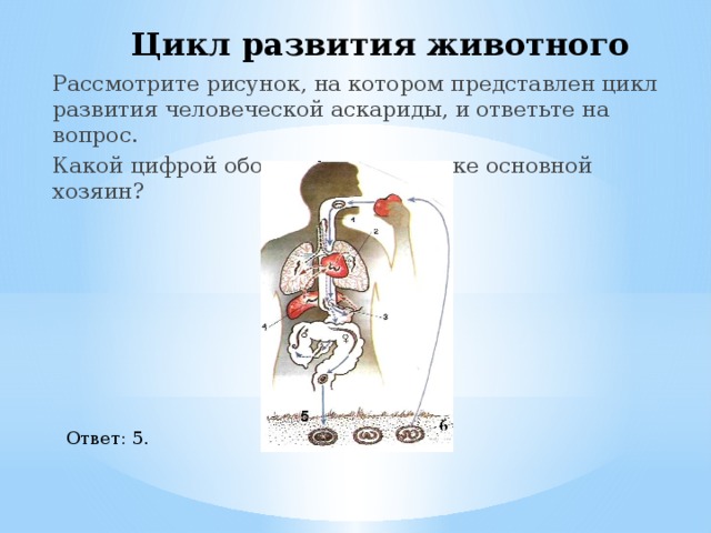 Цикл развития животного Рассмотрите рисунок, на котором представлен цикл развития человеческой аскариды, и ответьте на вопрос. Какой цифрой обозначен на рисунке основной хозяин? Ответ: 5. 