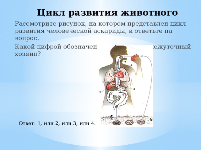 Цикл развития животного Рассмотрите рисунок, на котором представлен цикл развития человеческой аскариды, и ответьте на вопрос. Какой цифрой обозначен на рисунке промежуточный хозяин? Ответ: 1, или 2, или 3, или 4. 