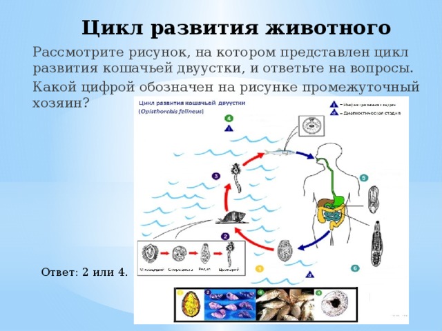 Цикл развития животного Рассмотрите рисунок, на котором представлен цикл развития кошачьей двуустки, и ответьте на вопросы. Какой цифрой обозначен на рисунке промежуточный хозяин? Ответ: 2 или 4. 