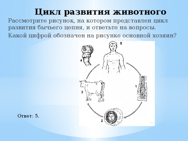 Цикл развития животного Рассмотрите рисунок, на котором представлен цикл развития бычьего цепня, и ответьте на вопросы. Какой цифрой обозначен на рисунке основной хозяин? Ответ: 5. 