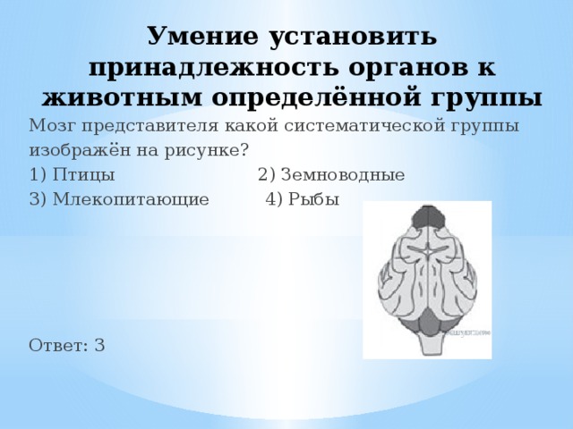 Умение установить принадлежность органов к животным определённой группы Мозг представителя какой систематической группы изображён на рисунке? 1) Птицы 2) Земноводные 3) Млекопитающие 4) Рыбы Ответ: 3 