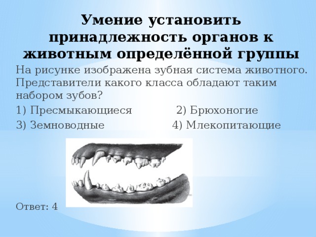 Умение установить принадлежность органов к животным определённой группы На рисунке изображена зубная система животного. Представители какого класса обладают таким набором зубов? 1) Пресмыкающиеся 2) Брюхоногие 3) Земноводные 4) Млекопитающие Ответ: 4 