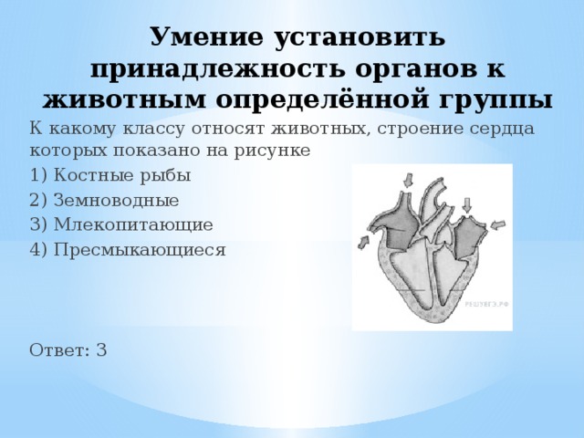 Умение установить принадлежность органов к животным определённой группы К какому классу относят животных, строение сердца которых показано на рисунке 1) Костные рыбы 2) Земноводные 3) Млекопитающие 4) Пресмыкающиеся Ответ: 3 