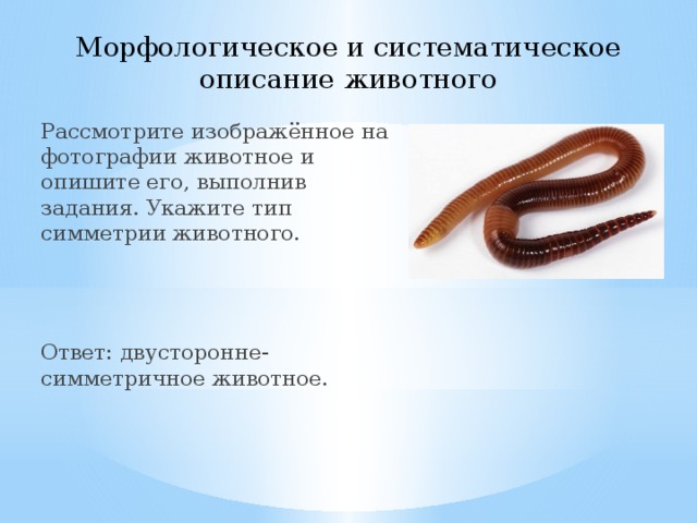 Морфологическое и систематическое описание животного Рассмотрите изображённое на фотографии животное и опишите его, выполнив задания. Укажите тип симметрии животного. Ответ: двусторонне-симметричное животное. 