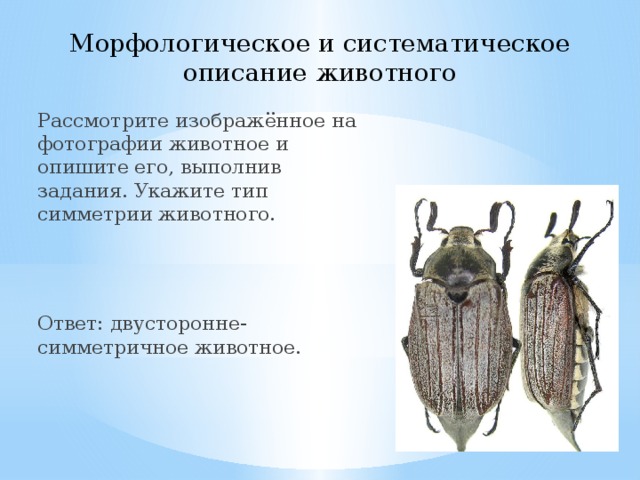 Морфологическое и систематическое описание животного Рассмотрите изображённое на фотографии животное и опишите его, выполнив задания. Укажите тип симметрии животного. Ответ: двусторонне-симметричное животное. 