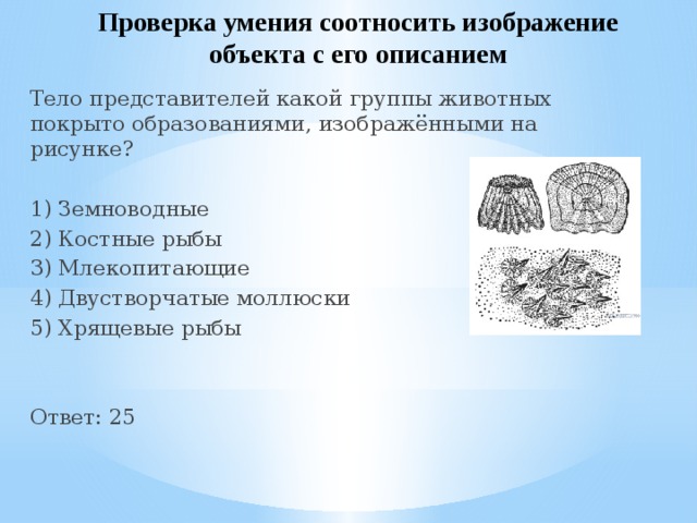 Проверка умения соотносить изображение объекта с его описанием Тело представителей какой группы животных покрыто образованиями, изображёнными на рисунке? 1) Земноводные 2) Костные рыбы 3) Млекопитающие 4) Двустворчатые моллюски 5) Хрящевые рыбы Ответ: 25 