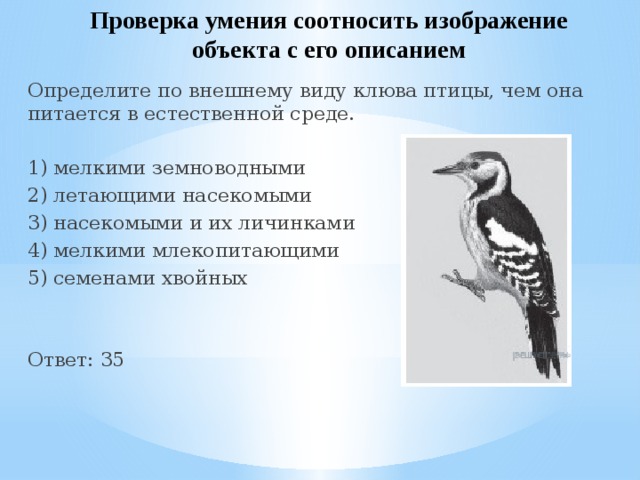 Проверка умения соотносить изображение объекта с его описанием Определите по внешнему виду клюва птицы, чем она питается в естественной среде. 1) мелкими земноводными 2) летающими насекомыми 3) насекомыми и их личинками 4) мелкими млекопитающими 5) семенами хвойных Ответ: 35 