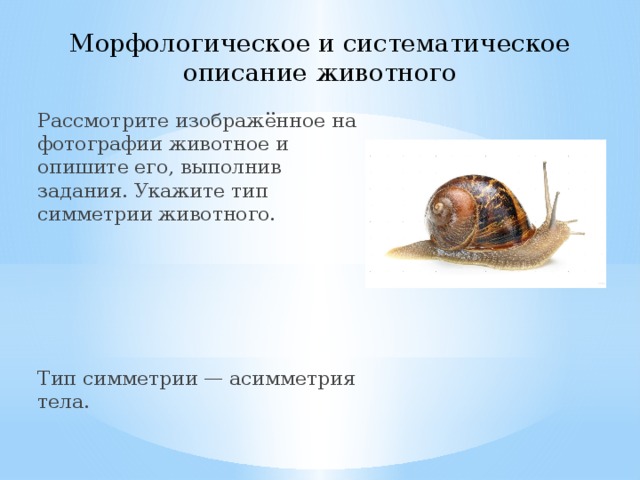 Морфологическое и систематическое описание животного Рассмотрите изображённое на фотографии животное и опишите его, выполнив задания. Укажите тип симметрии животного. Тип симметрии — асимметрия тела. 
