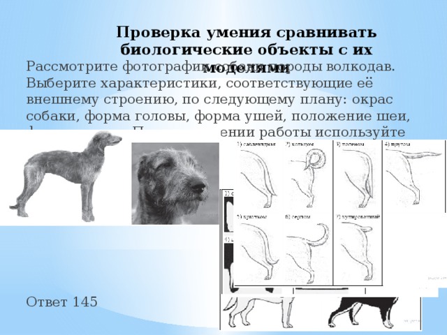 Проверка умения сравнивать биологические объекты с их моделями Рассмотрите фотографии собаки породы волкодав. Выберите характеристики, соответствующие её внешнему строению, по следующему плану: окрас собаки, форма головы, форма ушей, положение шеи, форма хвоста. При выполнении работы используйте линейку и карандаш. Ответ 145 