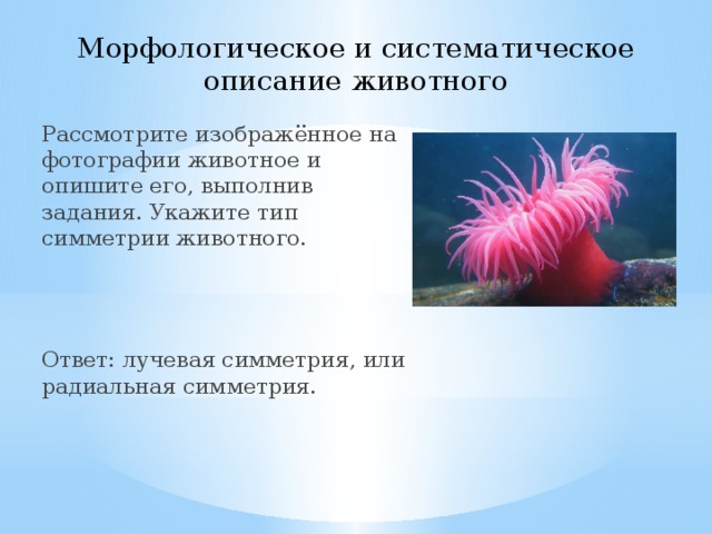 Морфологическое и систематическое описание животного Рассмотрите изображённое на фотографии животное и опишите его, выполнив задания. Укажите тип симметрии животного. Ответ: лучевая симметрия, или радиальная симметрия.   