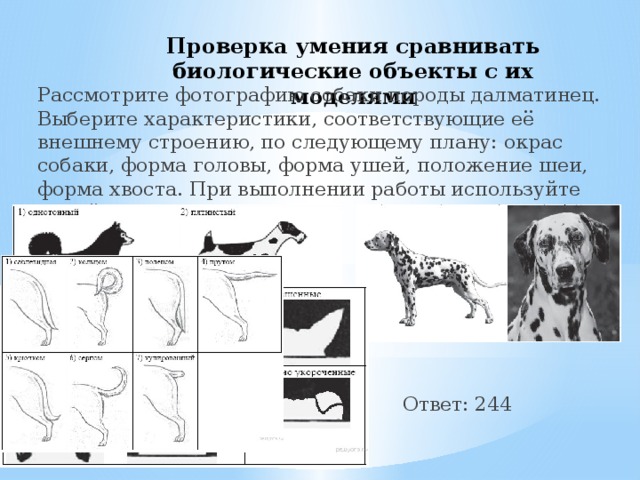 Проверка умения сравнивать биологические объекты с их моделями Рассмотрите фотографию собаки породы далматинец. Выберите характеристики, соответствующие её внешнему строению, по следующему плану: окрас собаки, форма головы, форма ушей, положение шеи, форма хвоста. При выполнении работы используйте линейку и карандаш.  Ответ: 244 