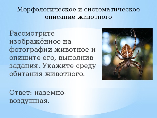 Морфологическое и систематическое описание животного Рассмотрите изображённое на фотографии животное и опишите его, выполнив задания. Укажите среду обитания животного. Ответ: наземно-воздушная. 