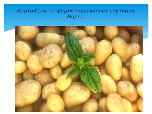 Картофель по форме напоминает спутники Марса. 