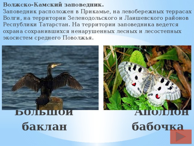 Волжско-Камский заповедник.  Заповедник расположен в Прикамье, на левобережных террасах Волги, на территории Зеленодольского и Лаишевского районов Республики Татарстан. На территории заповедника ведется охрана сохранившихся ненарушенных лесных и лесостепных экосистем среднего Поволжья.  Большой Аполлон  баклан бабочка 