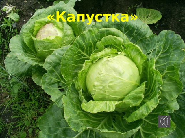«Капустка» 