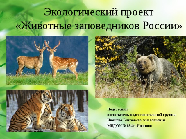 Экологический проект  «Животные заповедников России» Подготовил: воспитатель подготовительной группы Иванова Елизавета Анатольевна МБДОУ №184 г. Иваново  