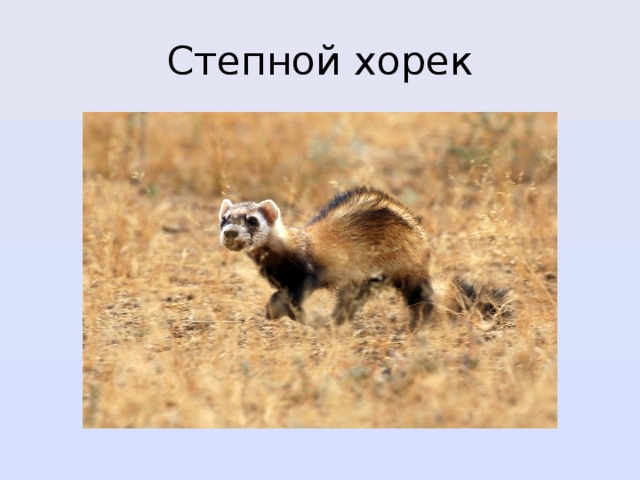 Степной хорек 
