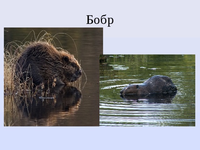 Бобр 