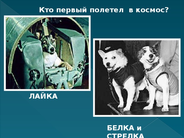 Кто первый полетел в космос? ЛАЙКА БЕЛКА и СТРЕЛКА 