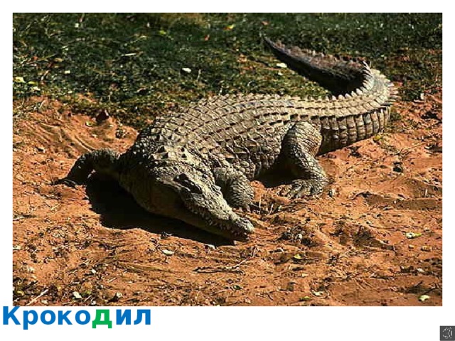 Кроко д ил  