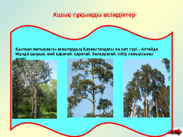  Ашық тұқымды өсімдіктер   Қылқан жапырақты ағаштардың Қазақстандағы ең көп түрі - Алтайда. Мұнда шырша, май қарағай, қарағай, балқарағай, сібір самырсыны өседі. 