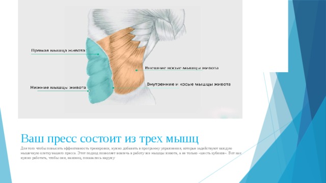 Ваш пресс состоит из трех мышц:                                                                                                                                                                          Вставка рисунка Ваш пресс состоит из трех мышц Для того чтобы повысить эффективность тренировки, нужно добавить в программу упражнения, которые задействуют каждую мышечную клетку вашего пресса. Этот подход позволяет вовлечь в работу все мышцы живота, а не только «шесть кубиков». Вот как нужно работать, чтобы они, наконец, показались наружу 