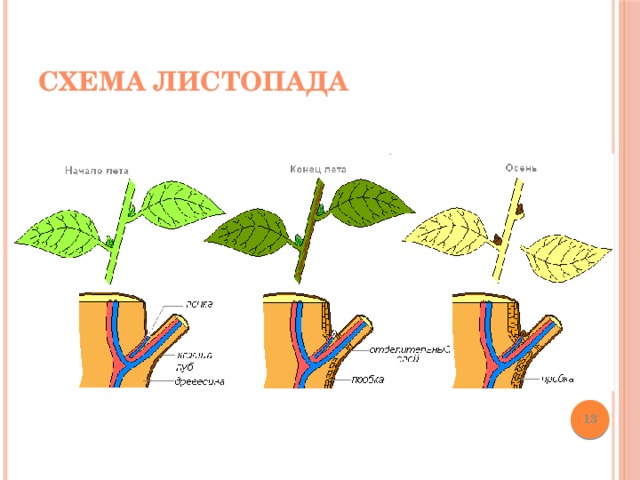 Схема листопада  