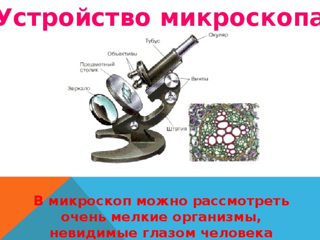 Устройство микроскопа В микроскоп можно рассмотреть очень мелкие организмы, невидимые глазом человека 