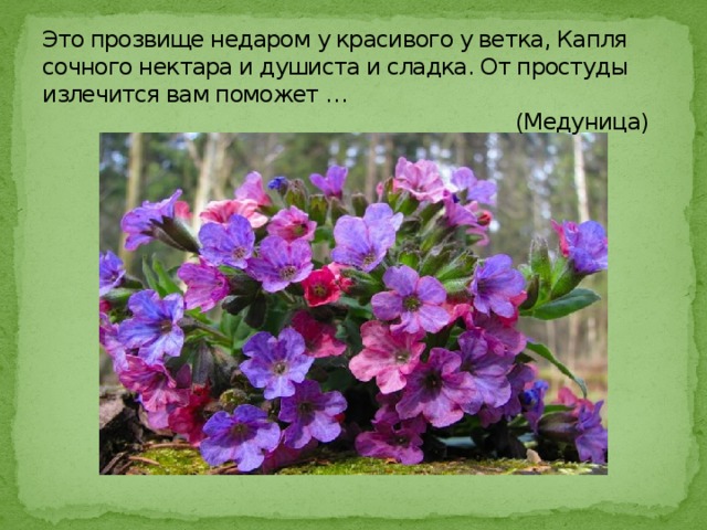 Это прозвище недаром у красивого у ветка, Капля сочного нектара и душиста и сладка. От простуды излечится вам поможет …  (Медуница) 