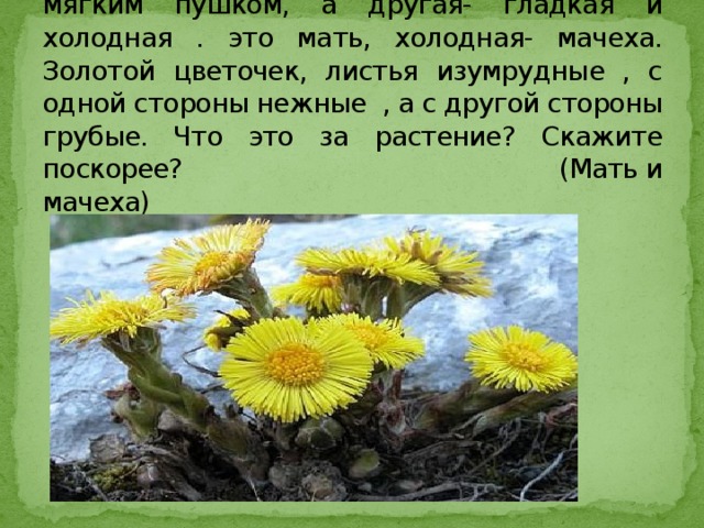 Одна сторона у листьев тёплая, покрытая мягким пушком, а другая- гладкая и холодная . это мать, холодная- мачеха. Золотой цветочек, листья изумрудные , с одной стороны нежные , а с другой стороны грубые. Что это за растение? Скажите поскорее? (Мать и мачеха) 