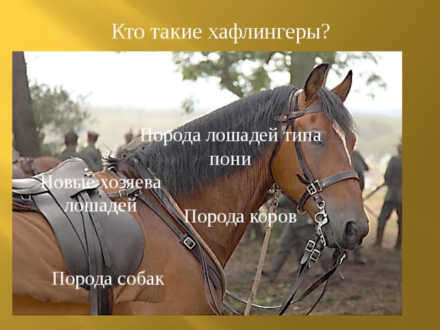 Кто такие хафлингеры? Порода лошадей типа пони Новые хозяева лошадей Порода коров Порода собак 