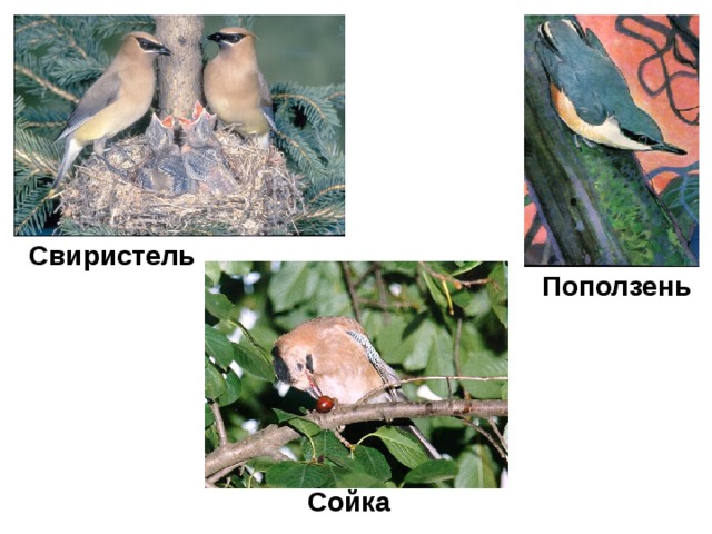 Свиристель Поползень Сойка 