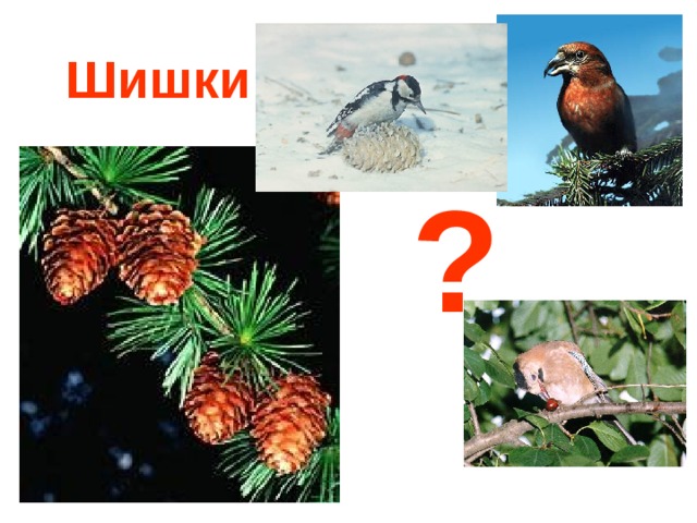 Шишки ? 