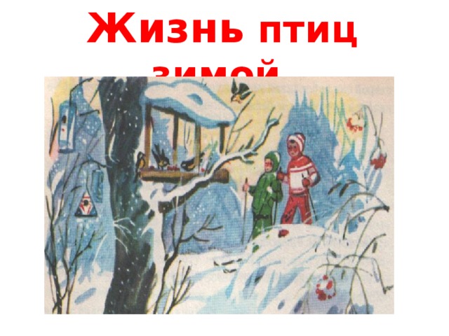 Жизнь птиц зимой. 