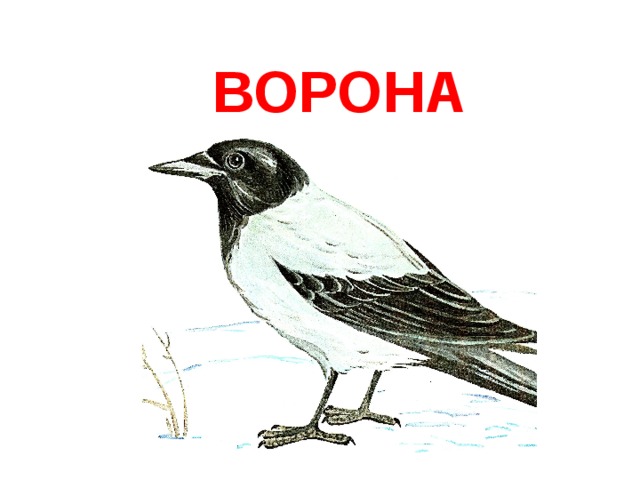 ВОРОНА 
