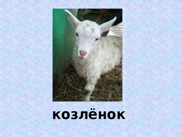 козлёнок 
