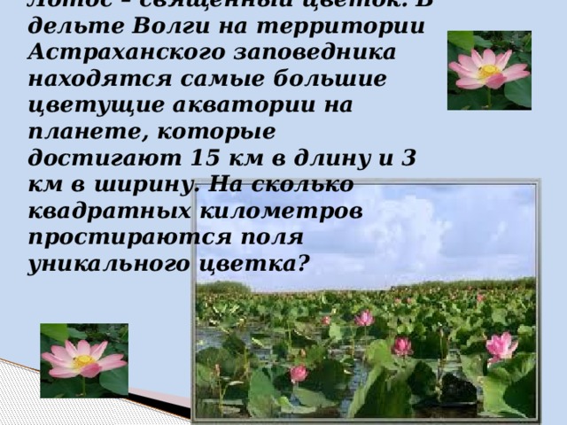Лотос – священный цветок. В дельте Волги на территории Астраханского заповедника находятся самые большие цветущие акватории на планете, которые достигают 15 км в длину и 3 км в ширину. На сколько квадратных километров простираются поля уникального цветка?  
